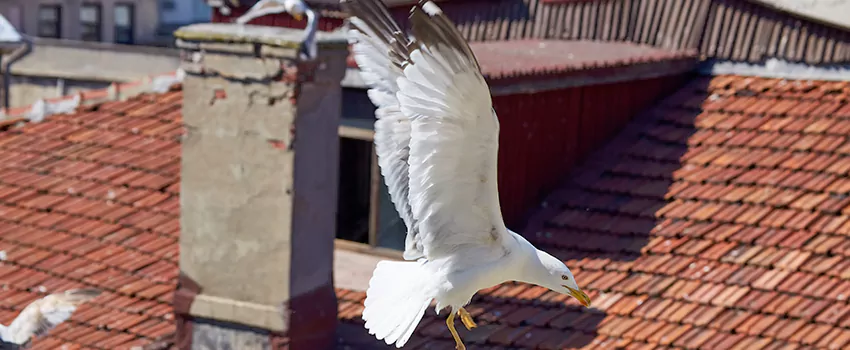 Residential Chimney Animal Removal Solution in Easton, MD
