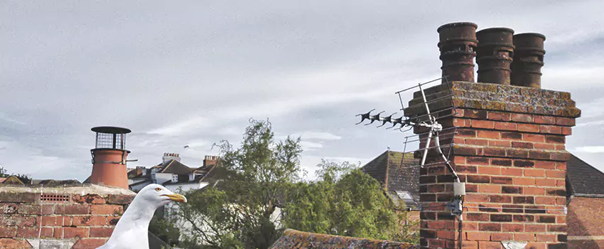 Chimney Cleaning And Restoration in Easton, Maryland